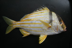 Porkfish Anisotremus virginicus