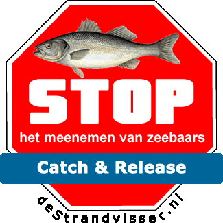 Red de zeebaars Dicentrarchus labrax zeebaars sea bass Catch & Release