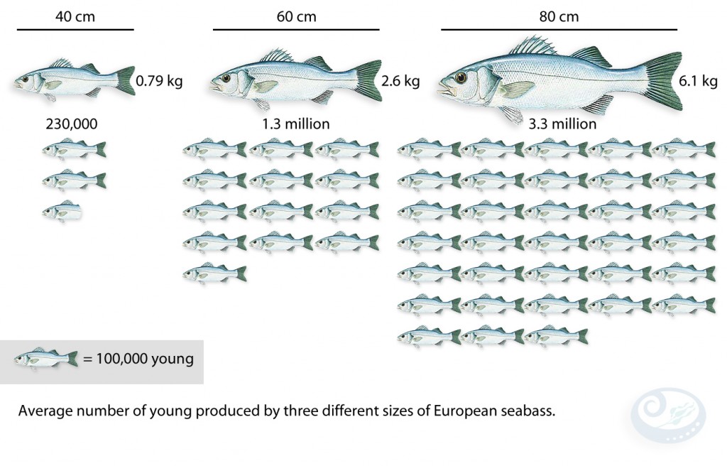 Grote, oude zeebaars kan in potentie veel meer nakomelingen voortbrengen dan jonge soortgenoten. Afbeelding via http://www.piscoweb.org/publications/outreach-materials/science-of-marine-reserves/smr-booklet-versions/european-booklet