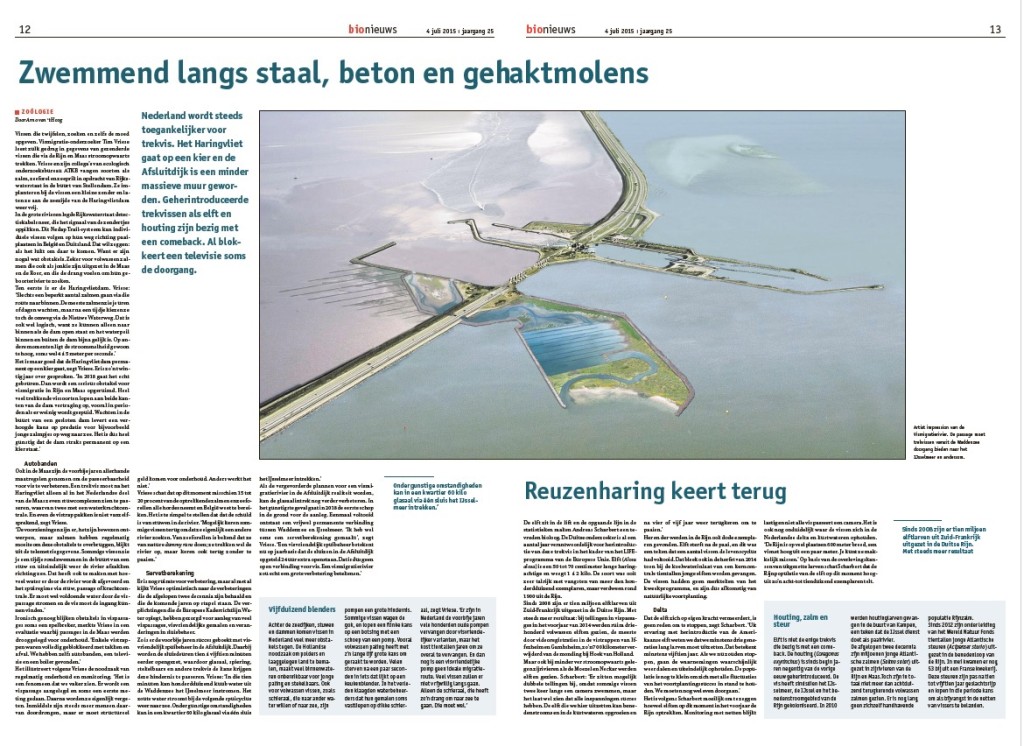 Vismigratie Trekvis Zalm Fint Elft Haringvliet Afsluitdijk